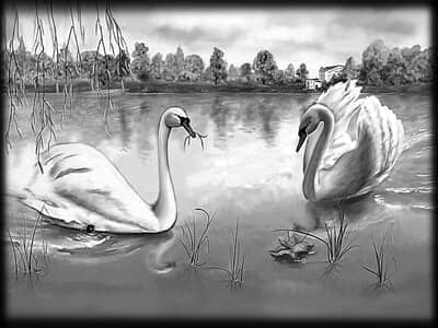 Лебединная пара на воде