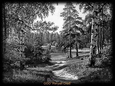 Лесная тропа